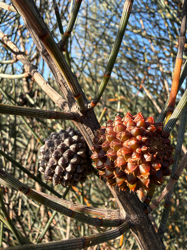 Allocasuarina verticillata observed 2026-10-22