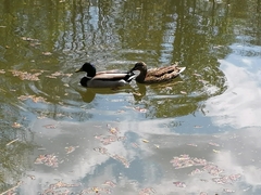 Anas platyrhynchos
