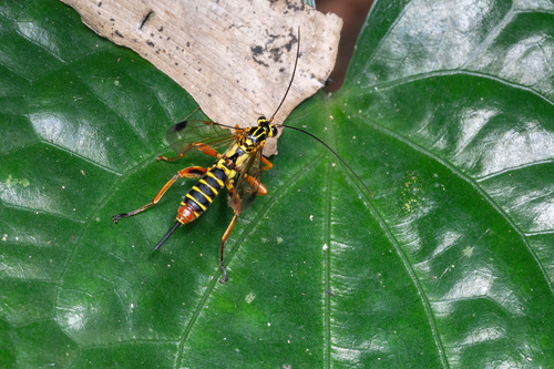 Echthromorpha agrestoria observed 2026-09-22
