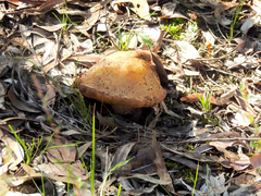 Phlebopus marginatus