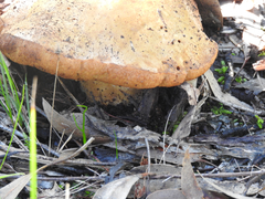 Phlebopus marginatus