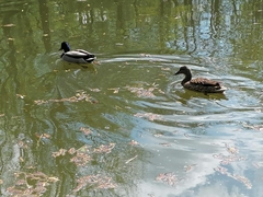 Anas platyrhynchos