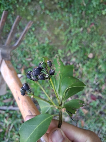 Ardisia sieboldii observed 2026-10-18