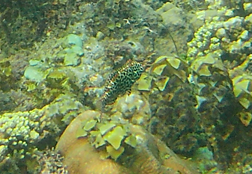 Macropharyngodon meleagris observed 2026-10-22