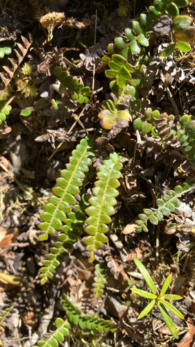 Austroblechnum penna-marina observed 2026-10-22