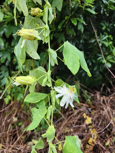 Passiflora subpeltata observed 2026-10-22