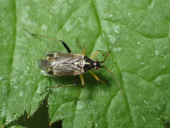 Harpocera thoracica