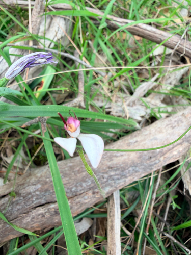 Leptoceras menziesii, 2026-10-22
