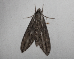 Sphinx canadensis