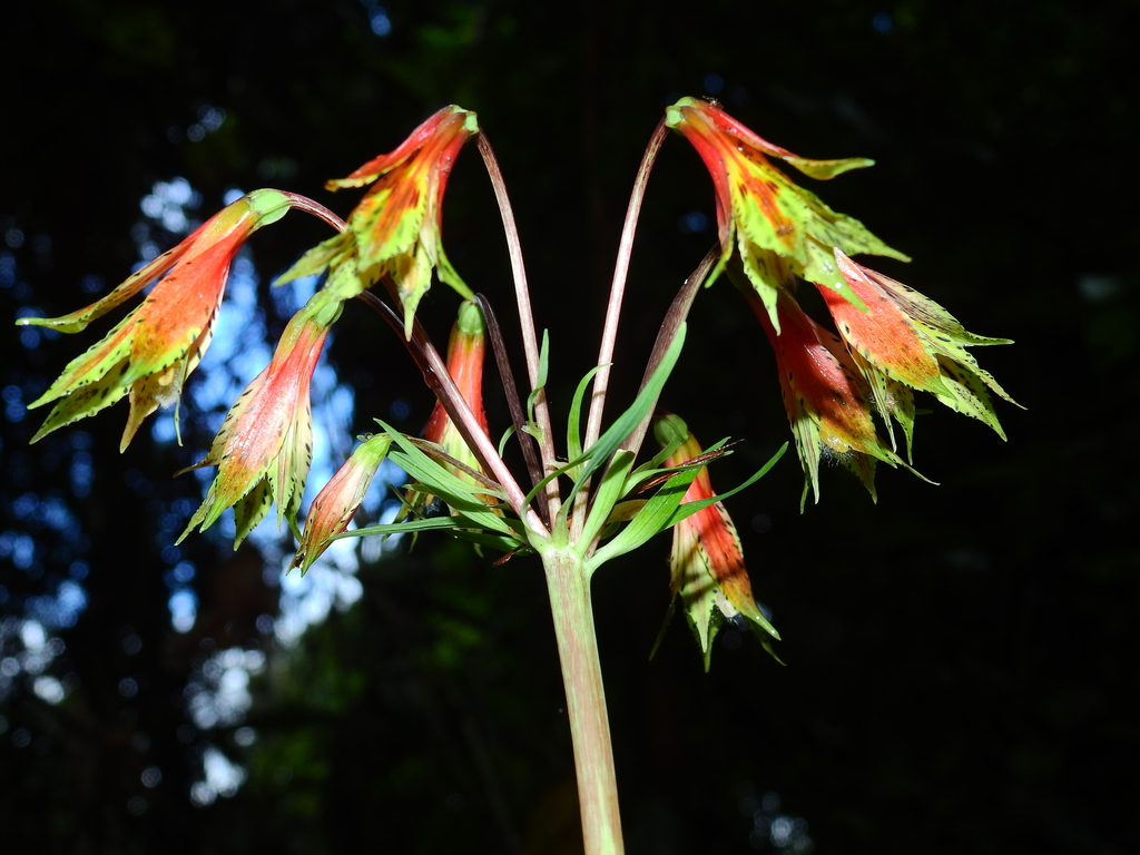 Alstroemeria amazonica