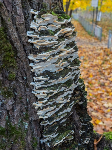 Oxyporus populinus, 2026-10-21