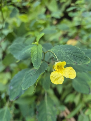 Impatiens noli-tangere observed 2026-10-21