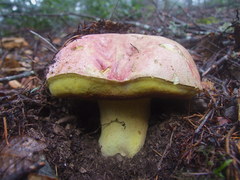 Butyriboletus autumniregius