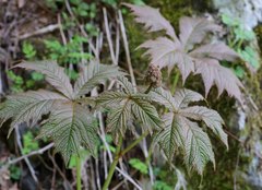 Rodgersia podophylla