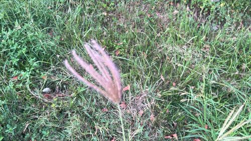 Chloris barbata observed 2026-10-22