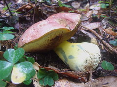 Butyriboletus autumniregius