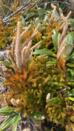 Austrolycopodium fastigiatum observed 2026-10-22