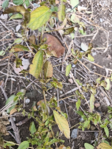 Acalypha indica observed 2026-10-22