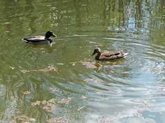 Anas platyrhynchos