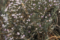 Goniolimon tauricum
