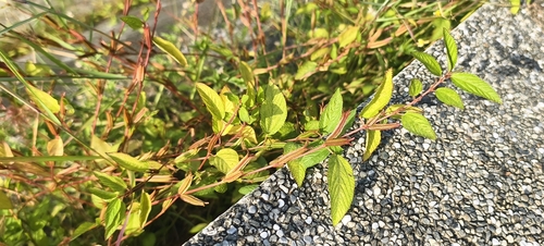 Corchorus aestuans observed 2026-10-22