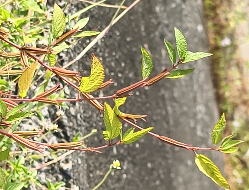 Corchorus aestuans observed 2026-10-22