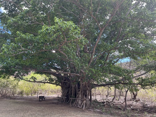 Ficus prolixa observed 2026-10-22
