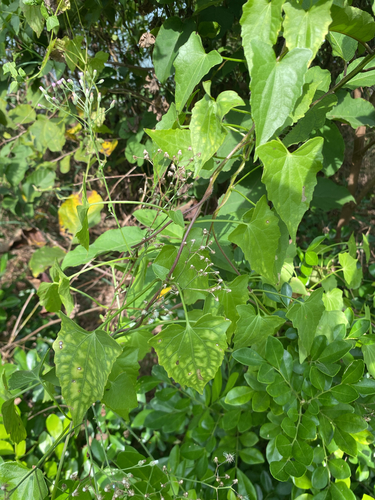 Mikania micrantha observed 2026-10-22