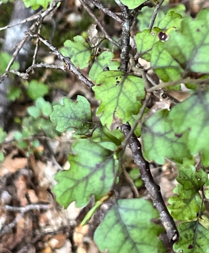 Nothofagus fusca observed 2026-10-22