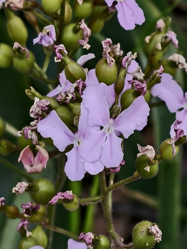 Stylidium affine (Stylidium affine)