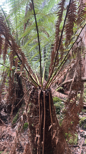Dicksonia antarctica observed 2026-10-22
