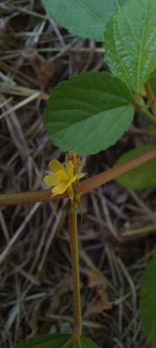 Corchorus olitorius observed 2026-10-12