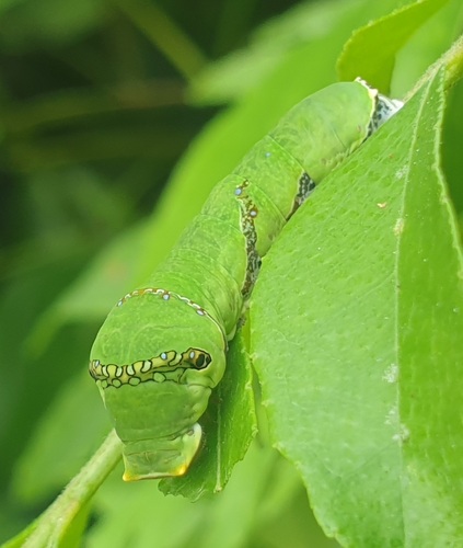 Papilio polytes romulus