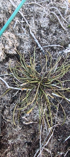 Microseris scapigera, 2026-10-22