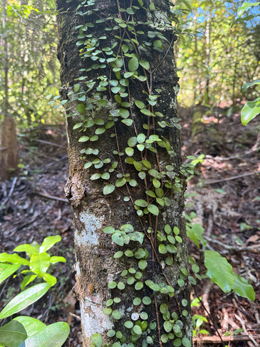 Metrosideros fulgens observed 2026-10-18