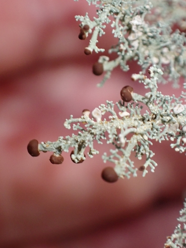 Stereocaulon observed 2026-10-22