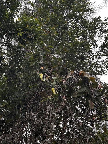 Nepenthes observed 2026-10-22
