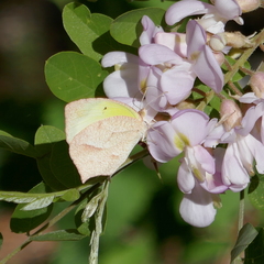 Abaeis mexicana