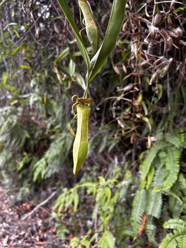 Nepenthes observed 2026-10-22