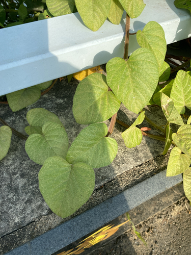 Operculina turpethum observed 2026-10-22