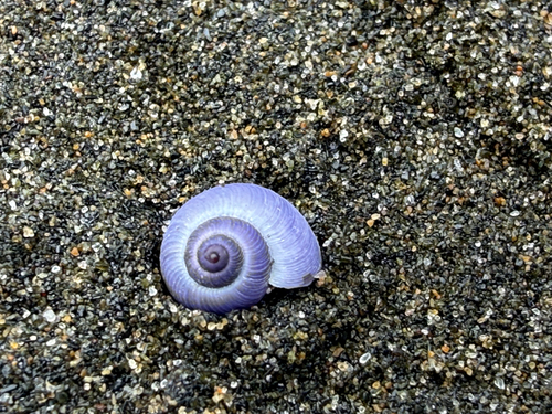 Janthina exigua observed 2026-10-19
