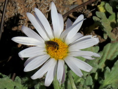 Arctotis leiocarpa