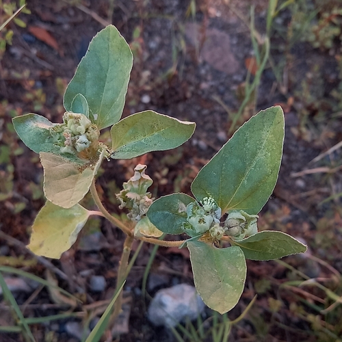 Croton argenteus observed 2026-10-12
