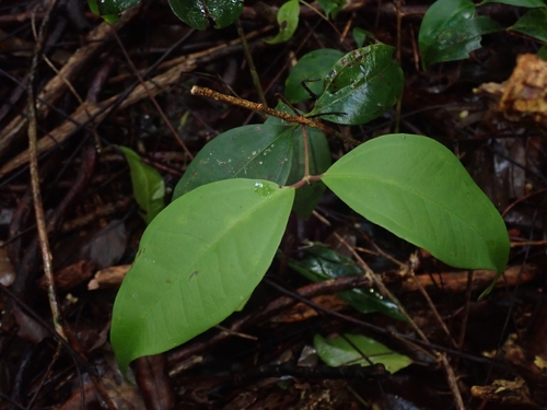 Rhodamnia maideniana, 2026-10-20