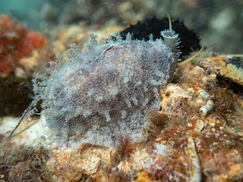 Cypraea caurica observed 2026-10-22