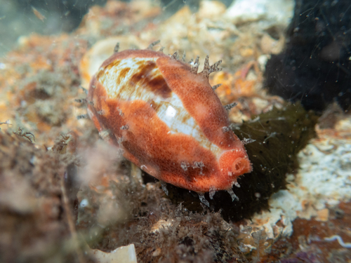 Talostolida pellucens observed 2026-10-22
