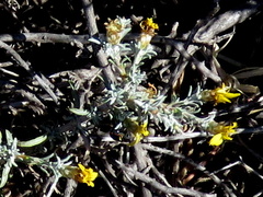 Oedera humilis