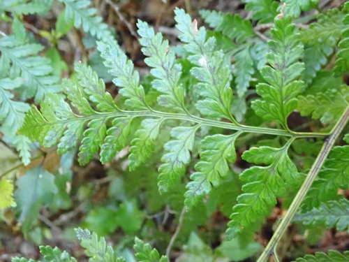 Rumohra adiantiformis observed 2026-10-22