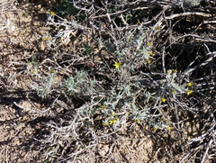 Oedera humilis