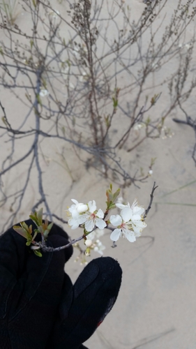 Prunus pumila